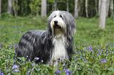 BEARDED COLLIE 071